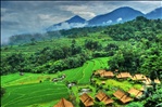 Rice fields view from Saranam Eco-Resort